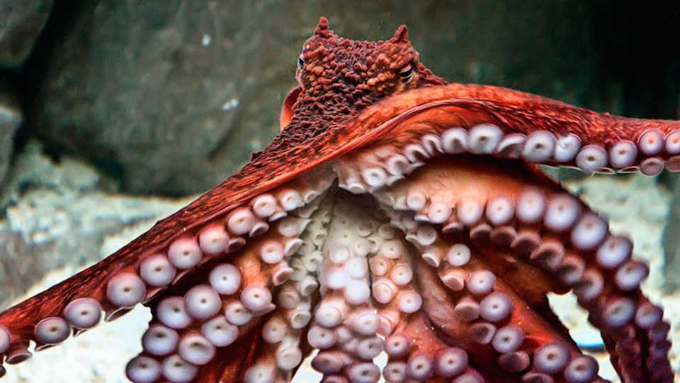 Octopus and Squid Survivors | California Academy of Sciences