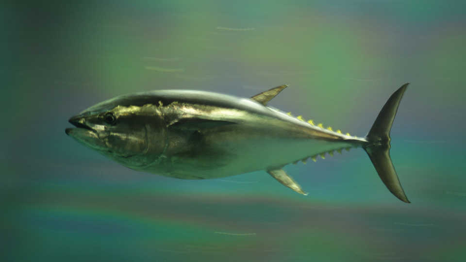Underwater photography - Wikipedia