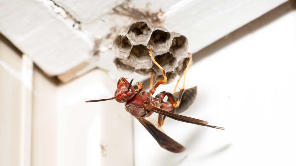 Paper Wasp, ©Matt Bertone of North Carolina State University