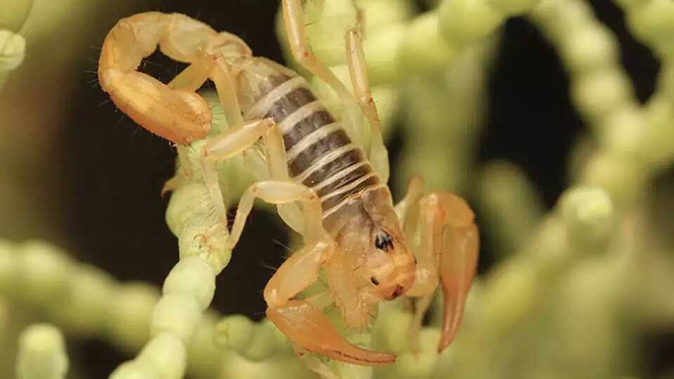Scorpions - Identification, Environment, Threats