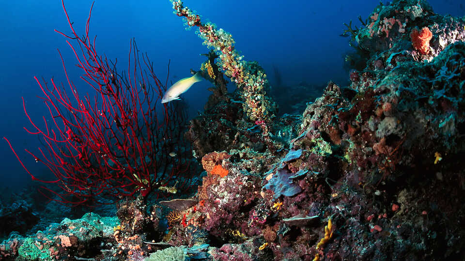 Bright Spots in Coral Ecosystems | California Academy of Sciences