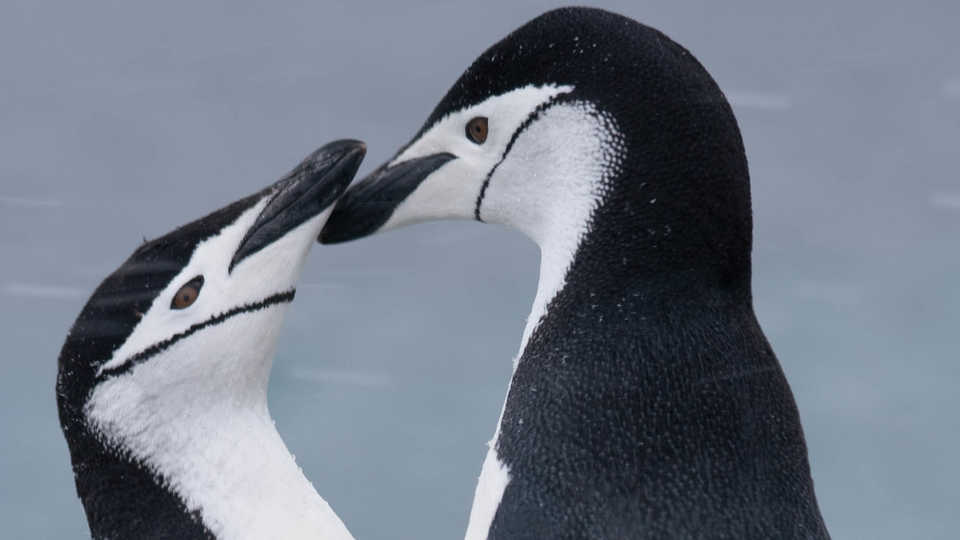 Chinstrap penguins, Graham/Wikipedia