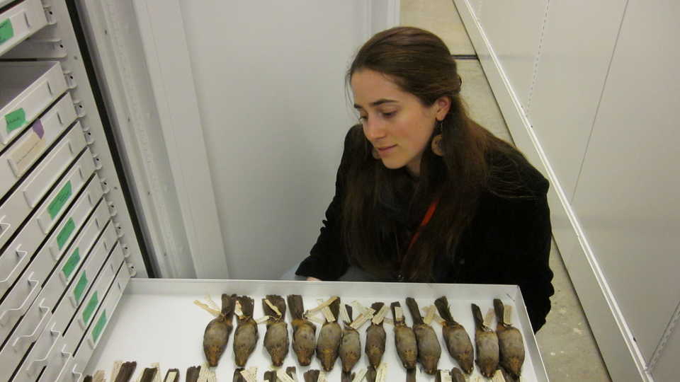 Connecting Content Intern Rachel Sargent in the Ornithology and Mammalogy collection room.