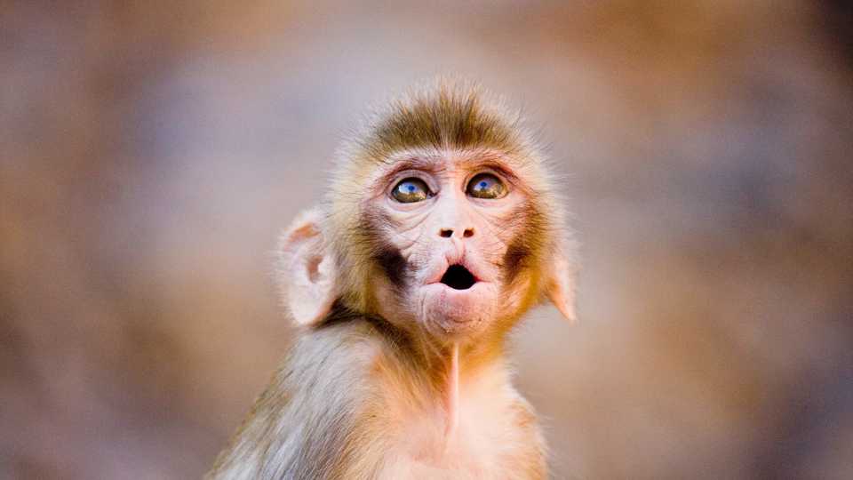 Rhesus macaque, Garrett Ziegler
