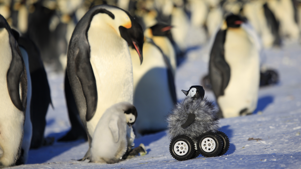 Photo of penguins and rover