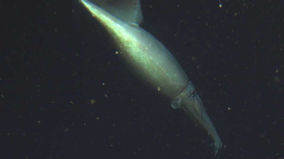 Humboldt squid, Credit: NOAA/CBNMS