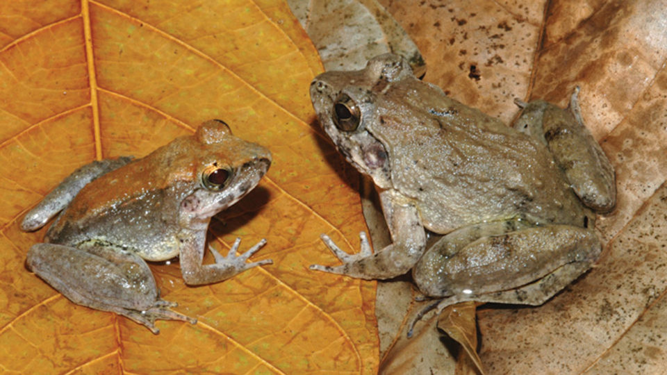 The newly described fanged frog Limnonectes larvaepartus 