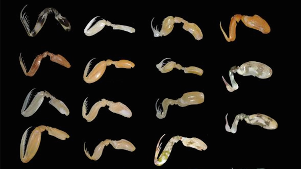 Mantis shrimp claw diversity