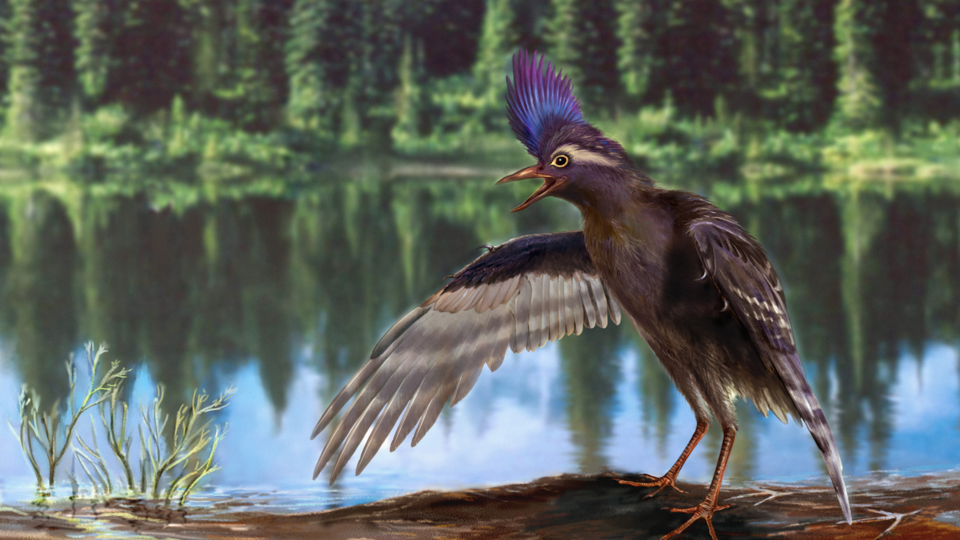 A reconstruction of the oldest ornithuromorph, Archaeornithura meemannae