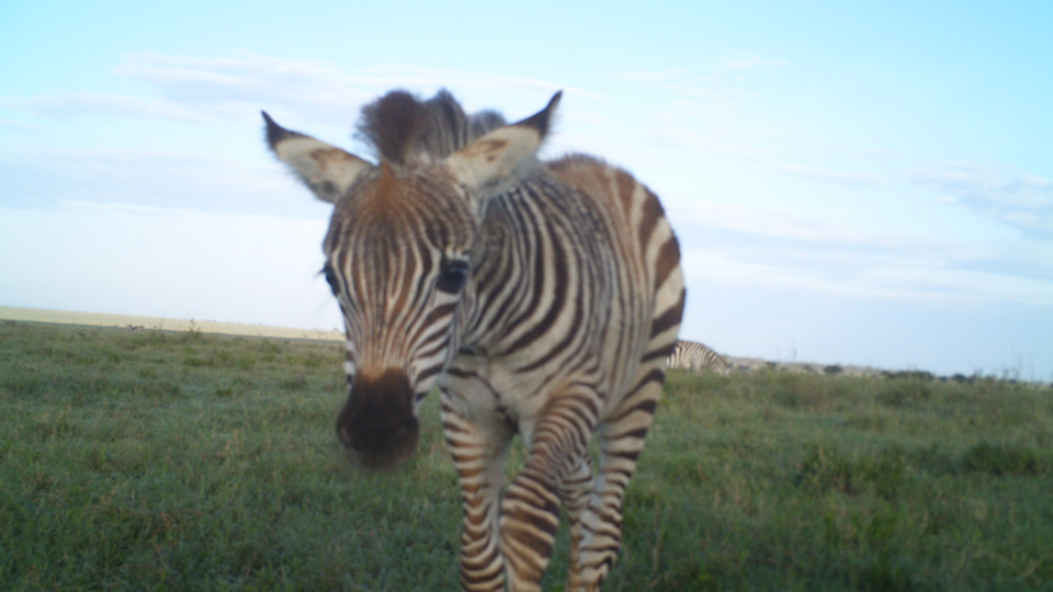 zebra cam capture