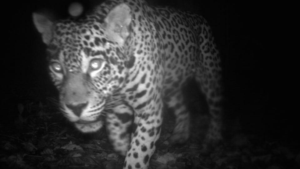 Jaguar, Central Suriname Nature Reserve, Suriname, Image: TEAM