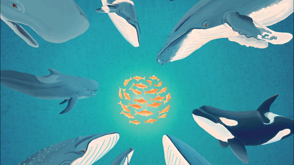 Cetaceans: blue, humpback, orca, fin, dolphin, sei, pilot, sperm, and minke