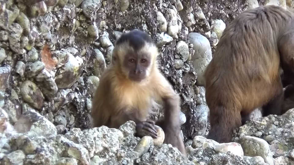 Still from video of capuchin stone slamming, M. Haslam and the Primate Archaeology Group (University of Oxford)