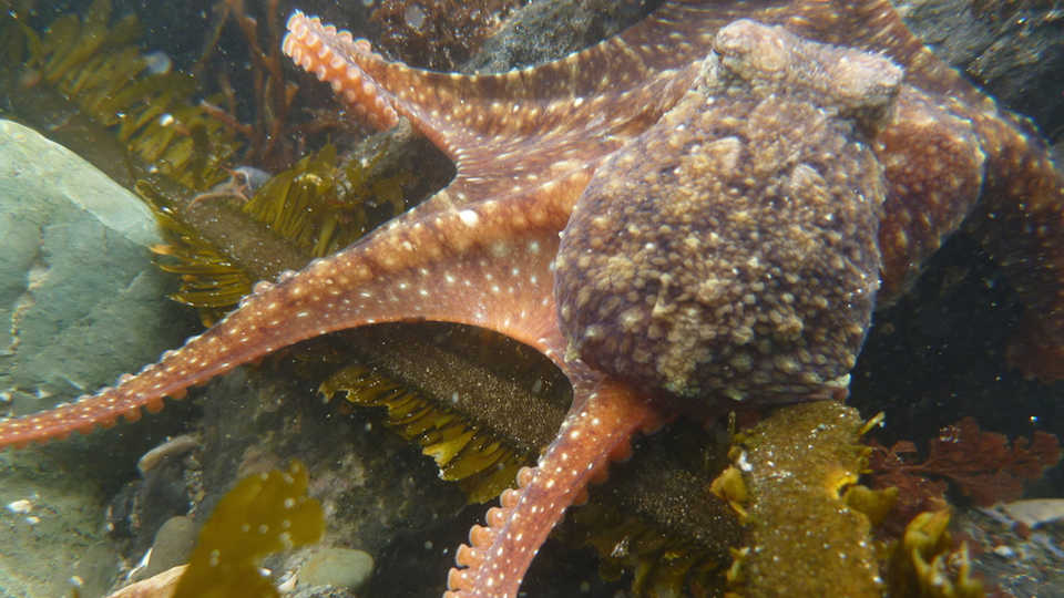 East Pacific Octopus at Pillar Point, Alison Young/iNaturalist