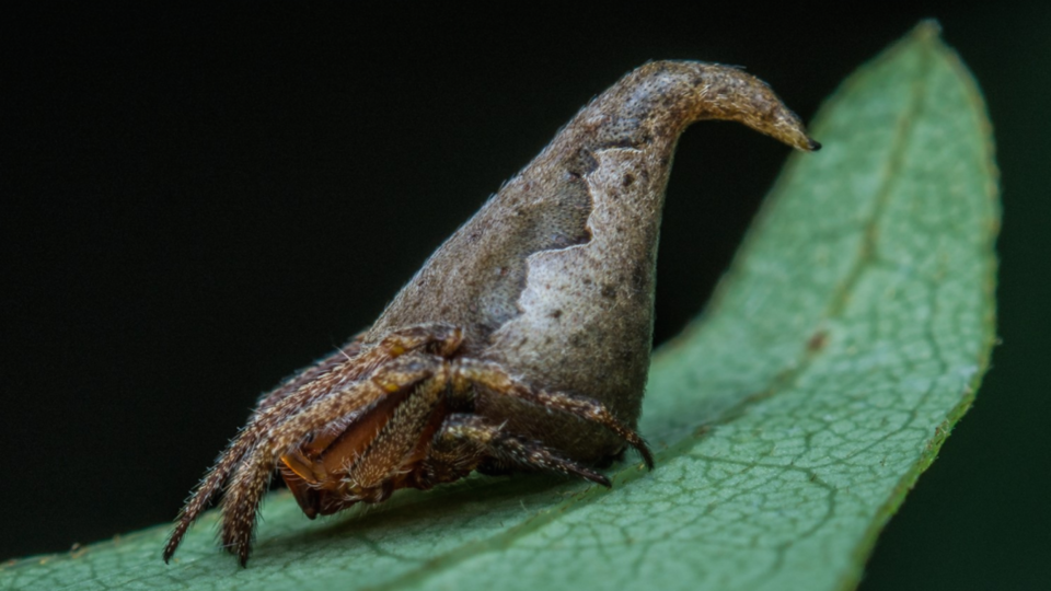 New spider species discovered in southern Indiana cave