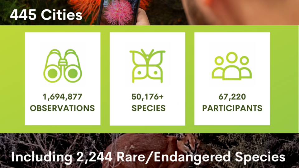 Global results of the 2022 City Nature Challenge