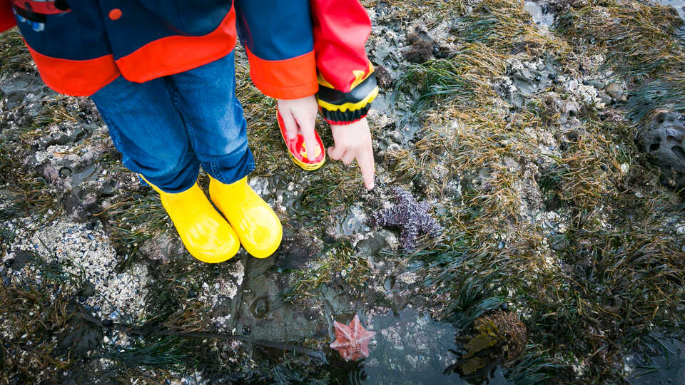A tidepool explorer points at a starfish