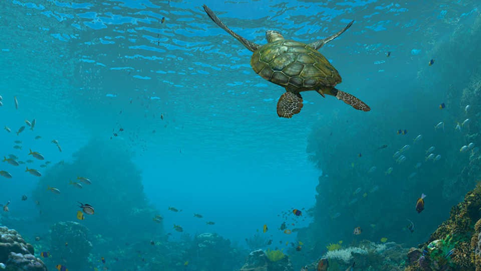 Sea turtle swims in blue water in this still image from Expedition Reef show 