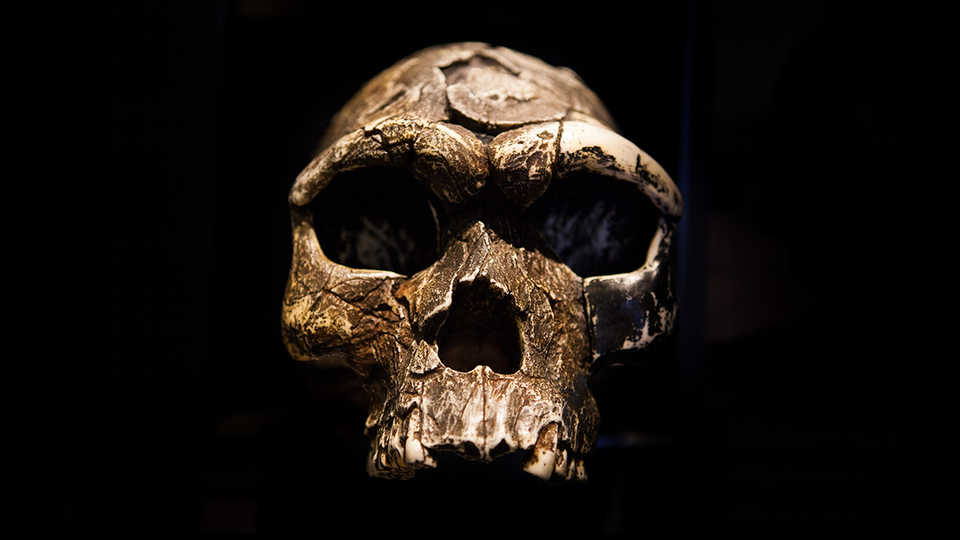 Early human skull against black background
