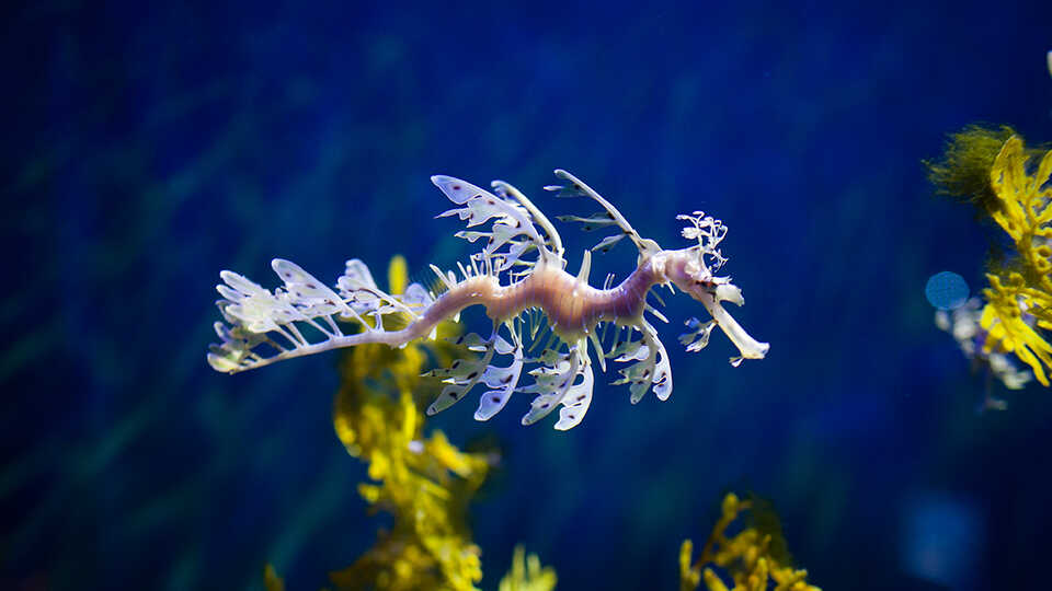 Leafy Seadragon 