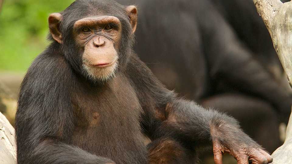 A chimpanzee looks at the camera 