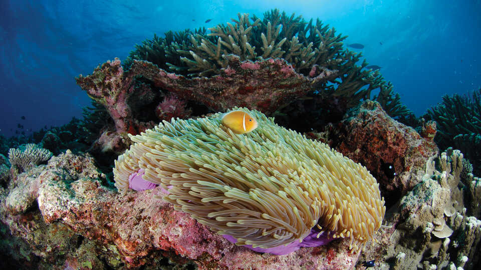Coral Specimen — Nature's Workshop Plus