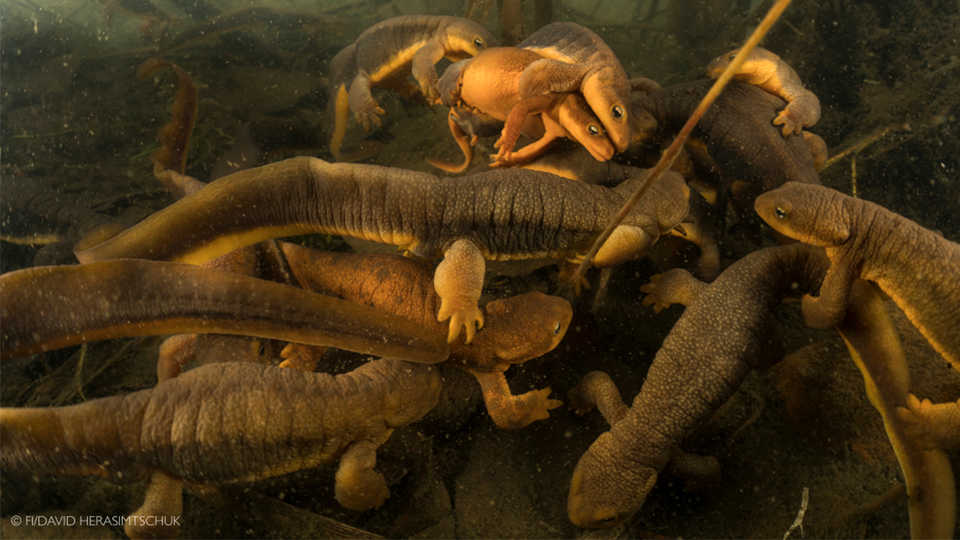Underwater photograph of group of newts