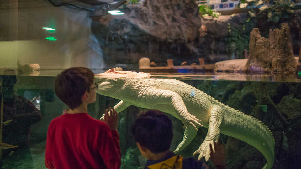 Boy looks through the glass at Claude the albino alligator