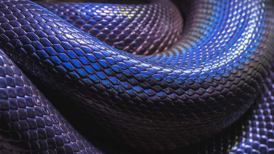iridescent snake