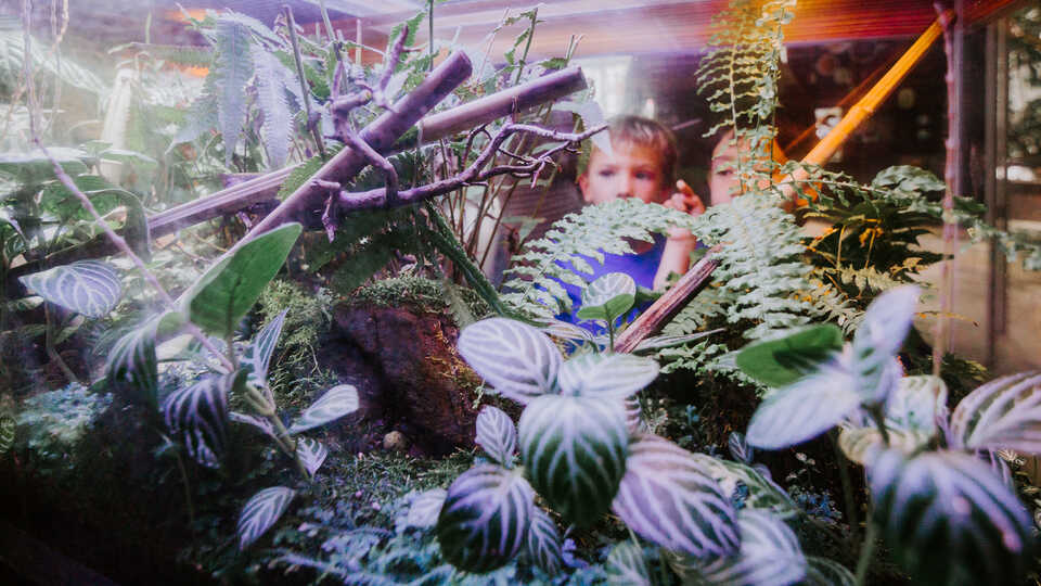 2 boys peer into an exhibit in the Academy rainforest
