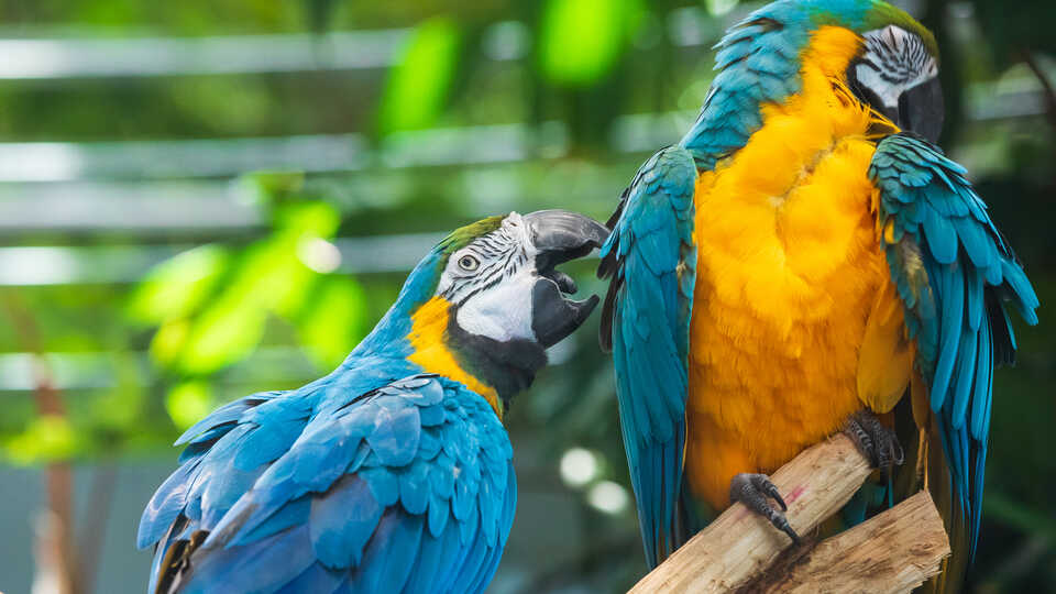 2 macaws play in the Academy rainforest