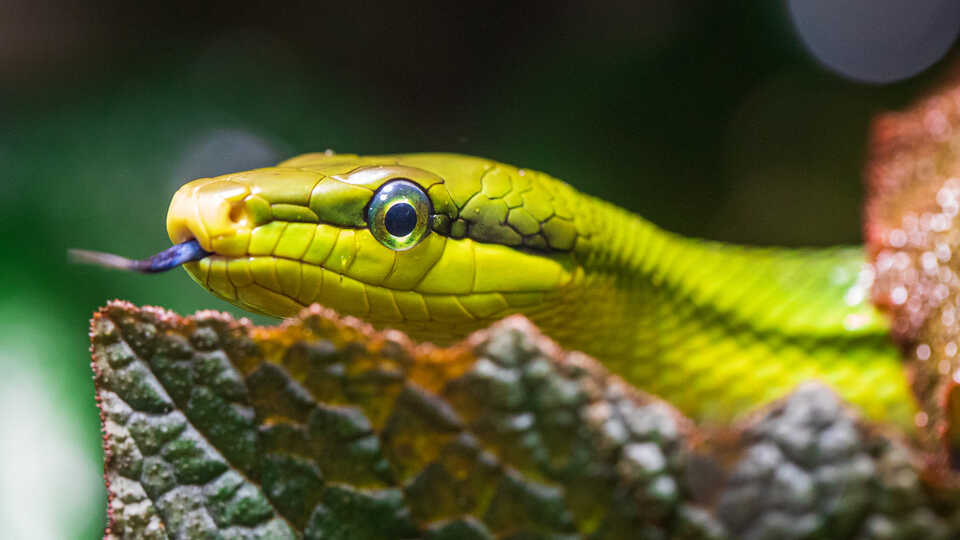tropical rainforest green snakes