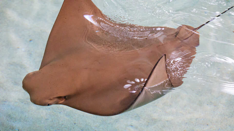 A cownose ray at the Academy slaps the surface of the water with its fin