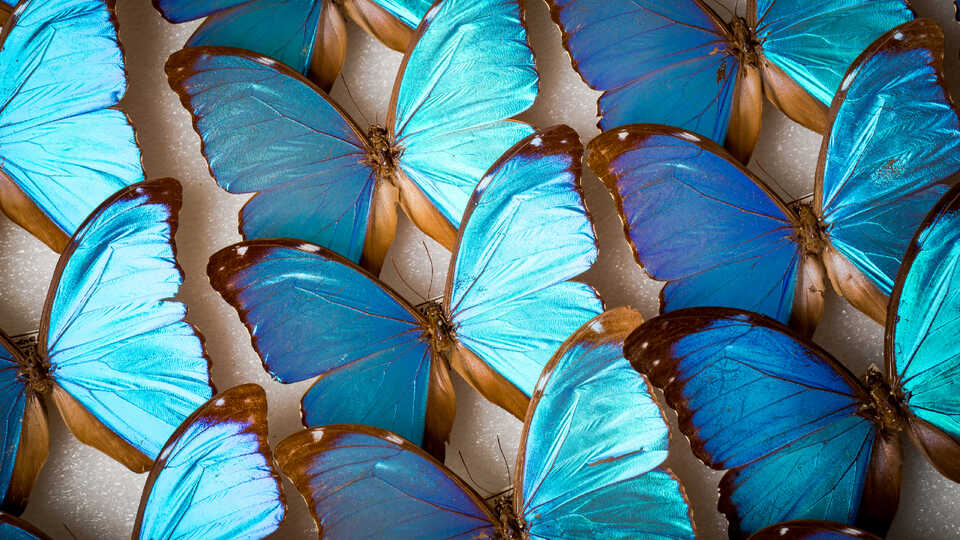 Rows of iridescent blue morpho butterflies in the Academy collections