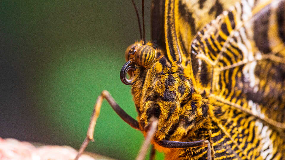 Close-up of yellow and black butterfly with furled proboscis