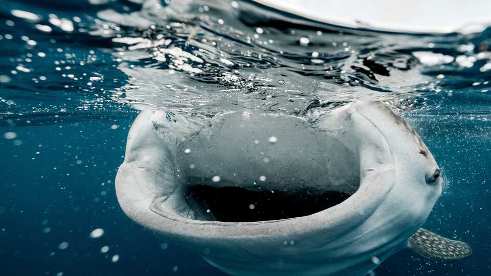 Whale shark filter feeds at ocean surface