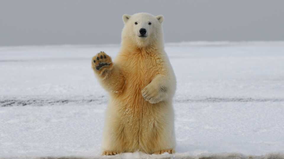 Polar bear waving at the camera