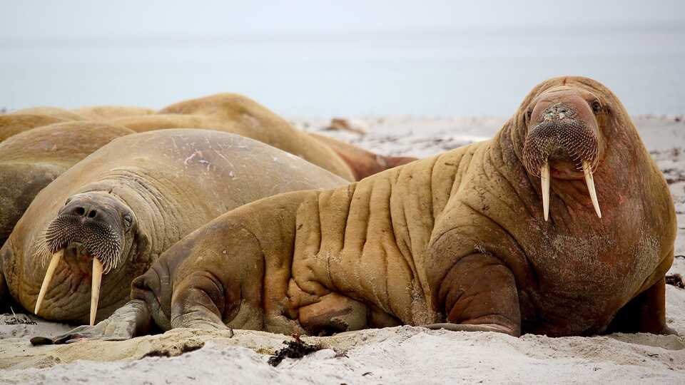 Walruses lazing about on the beach