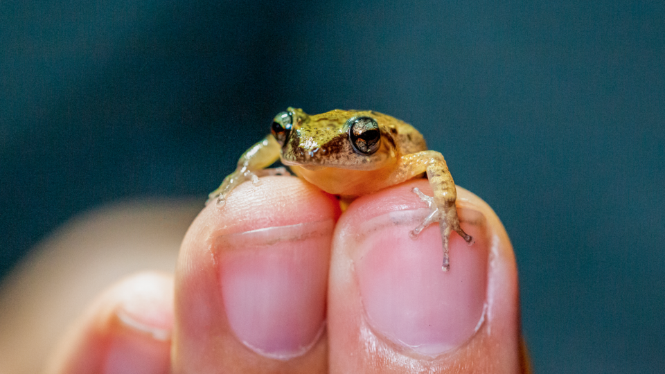 Tiny frog sits on fingers
