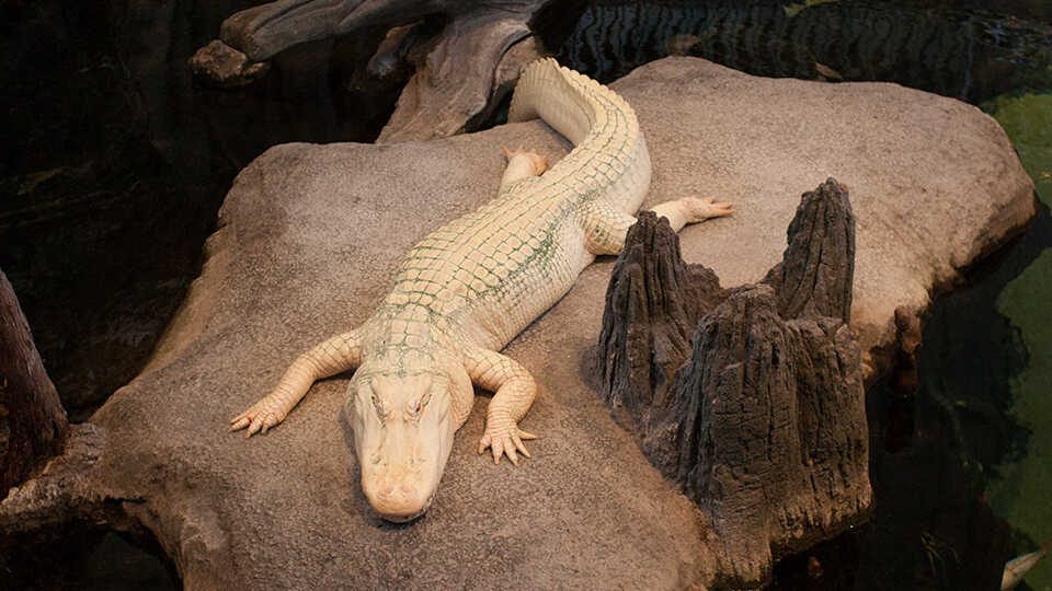 Claude the alligator with albinism rests on his rock in the Academy's Swamp habitat