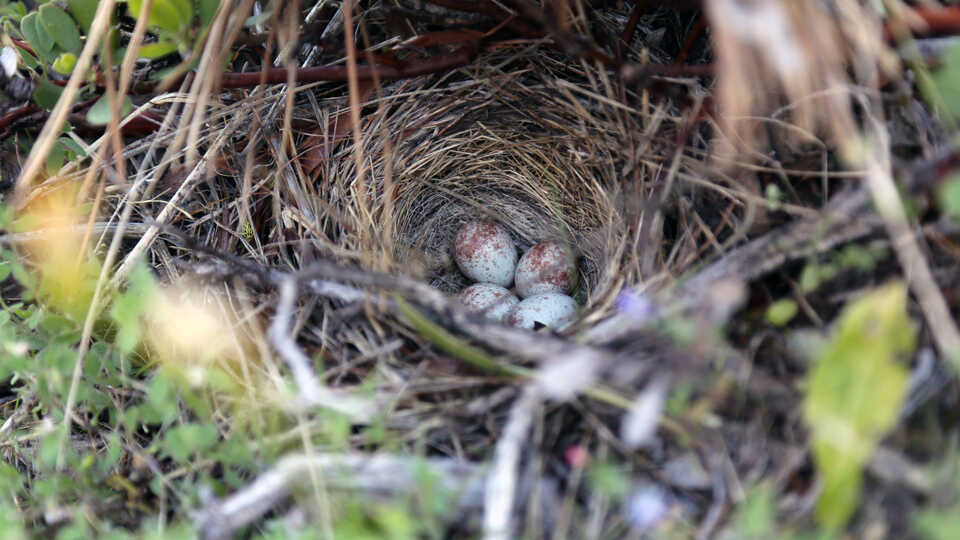 A clutch of junco eggs in a well-concealed nest in the Caples Creek watershed.