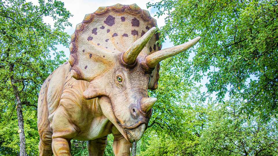 Life-size model of a Triceratops in a park