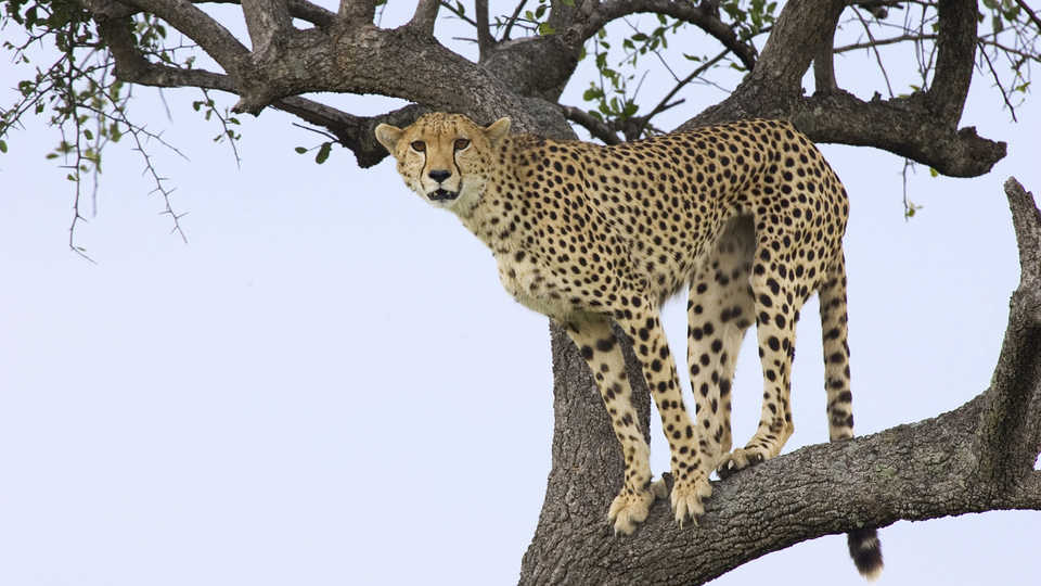 The Life Of Cheetahs | California Academy Of Sciences