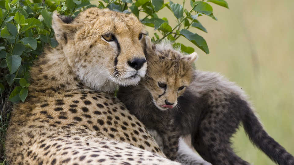 The Life of Cheetahs | California Academy of Sciences