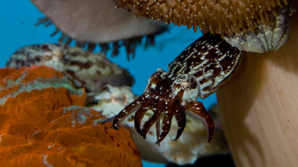 cuttlefish dwarf california ross richard cephalopods change sciences academy surroundings quickly blend able calacademy