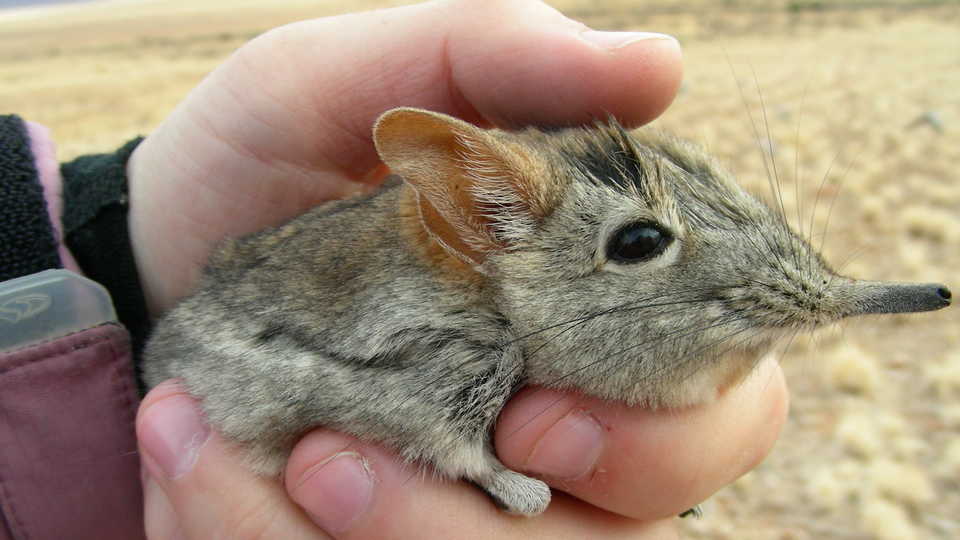 Evolution of Sengis (Elephant Shrews) | California Academy of Sciences