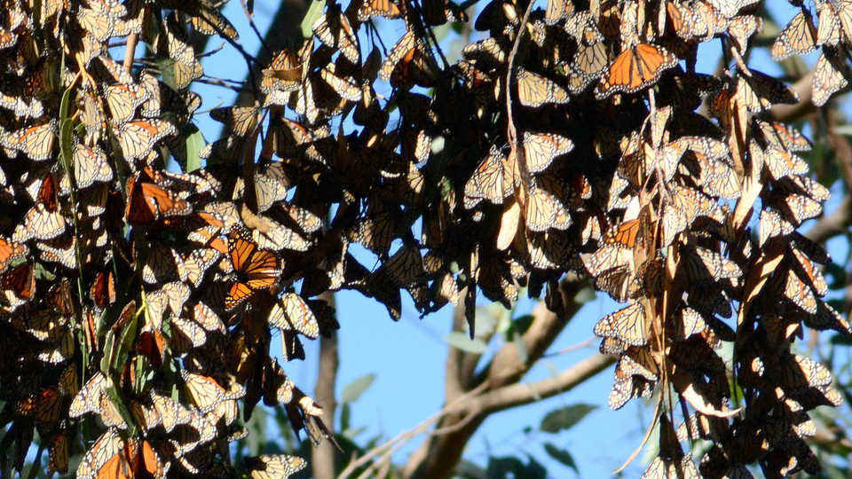 Platinum Circle Local Expedition Monarch Butterfly Migration in