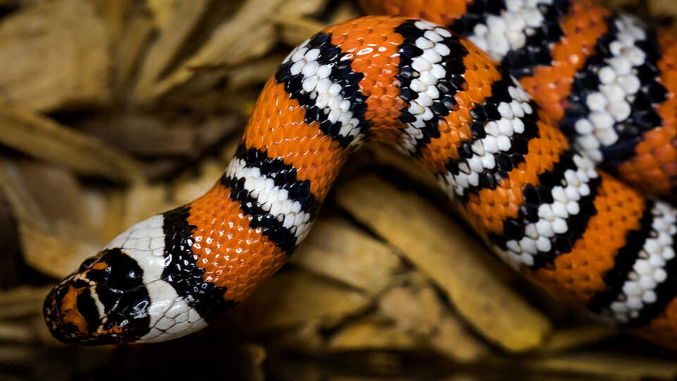 Science @ Home: Snakes | California Academy Of Sciences