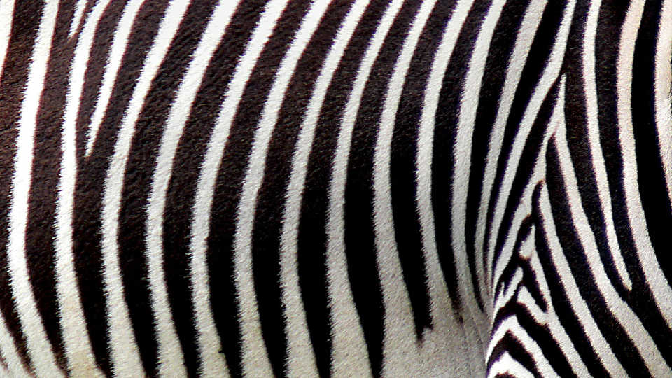 Patterns In Nature California Academy Of Sciences   Zeb Patter Big 