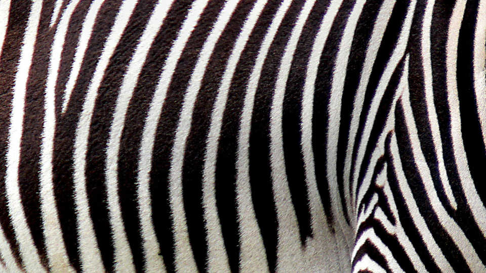 animal patterns in nature